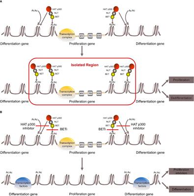 Immunotherapy and Targeting the Tumor Microenvironment: Current Place and New Insights in Primary Pulmonary NUT Carcinoma